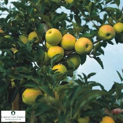 Malus 'Golden Delicious', pot, HOOGSTAM