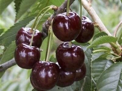 Prunus 'Lapins', pot, HOOGSTAM