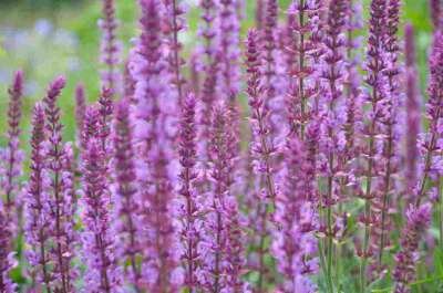 Borderpakket "Purple Rain" voor 3m&sup2; - P9 (9x9cm)