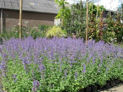 Borderpakket "Purple Rain" voor 3m&sup2; - P9 (9x9cm)