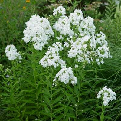 Borderpakket "Bright and White" voor 3m&sup2; - P9 (9x9cm)
