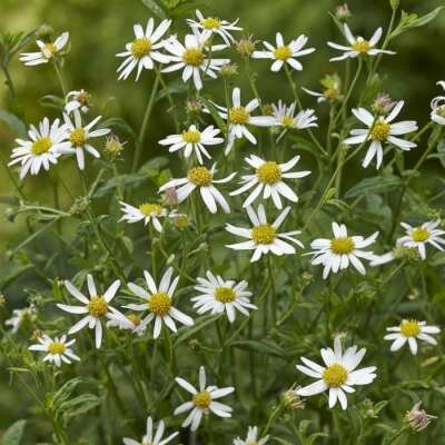 Borderpakket "Bright and White" voor 3m&sup2; - P9 (9x9cm)