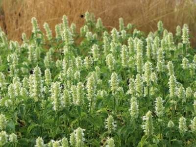 Borderpakket "Prairie Glow" voor 3m&sup2; - P9 (9x9cm)