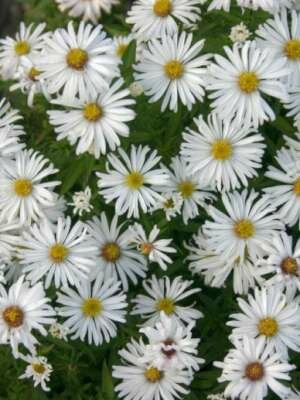 Borderpakket "Prairie Glow" voor 3m&sup2; - P9 (9x9cm)