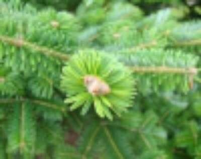 Abies Nordmanndiana, Nordmannspar, 2+2 20-30