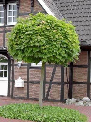 Acer plat. 'Globosum', 10/12 Draadkluit, stam 220cm, Noorse bolesdoorn