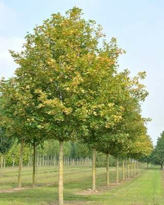 Acer camp. 'Huibers Elegant', 6/8 Blote wortel, Veldesdoorn