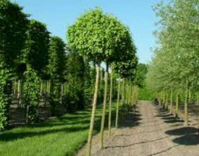 Acer camp. 'Nanum', 8/10 Draadkluit Bol Veldesdoorn
