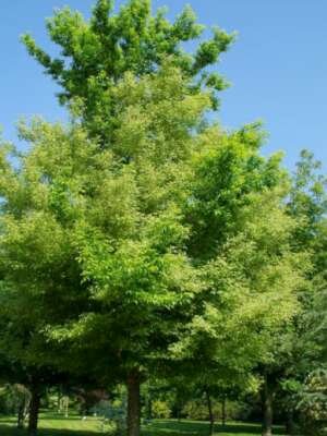 Acer neg. 'Aureomarginatum', 10/12 Blote wortel