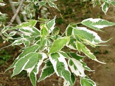 Acer neg. 'Aureomarginatum', 10/12 Blote wortel