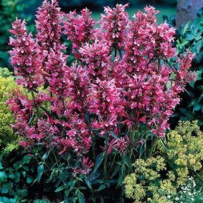 Agastache mexicana 'Red Fortune', &reg; Anijsplant, Dropplant