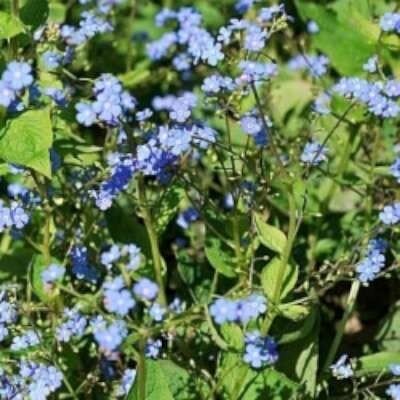 Brunnera macrophylla 'Looking Glass', &reg; Kaukasische vergeet-mij-niet