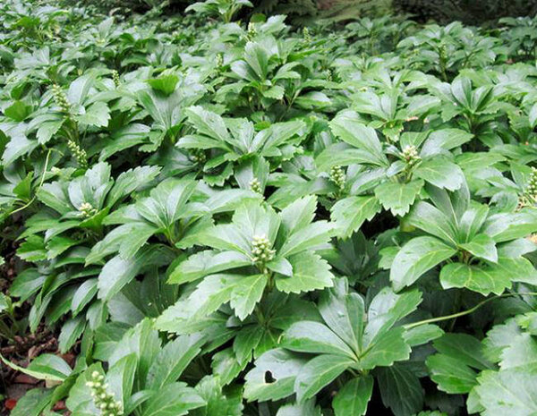 Pachysandra terminalis 'Green Carpet', Schaduwkruid