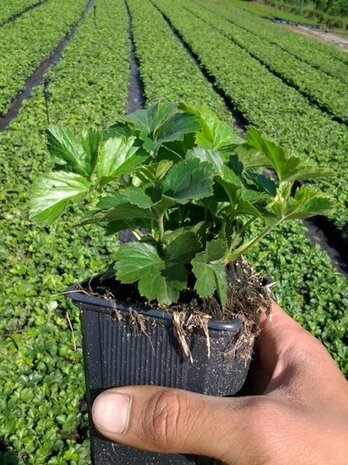 Waldsteinia ternata, Goudaardbei