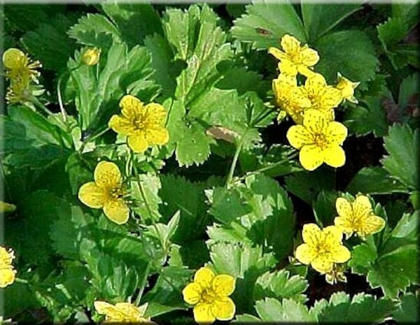 Waldsteinia ternata, Goudaardbei