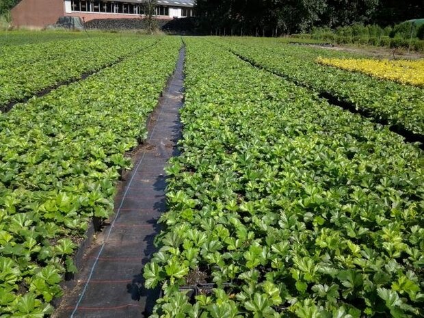 Waldsteinia ternata, Goudaardbei