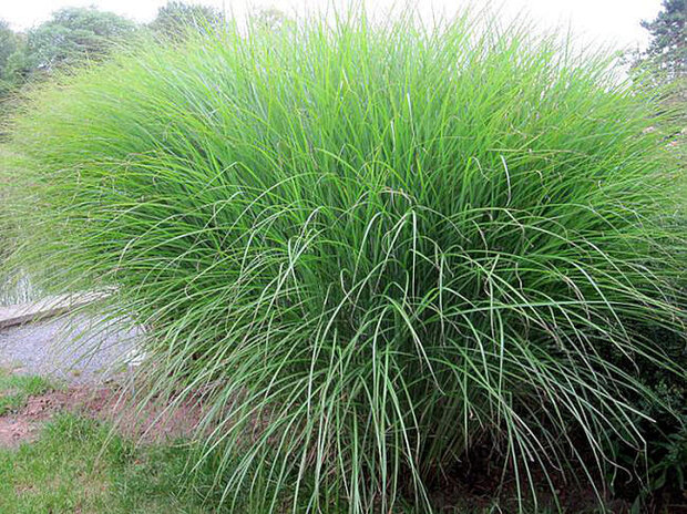Miscanthus sinensis 'Gracillimus', 20-30 P9, Prachtriet