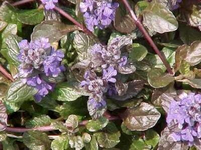 Ajuga reptans 'Atropurpurea', Kruipend zenegroen