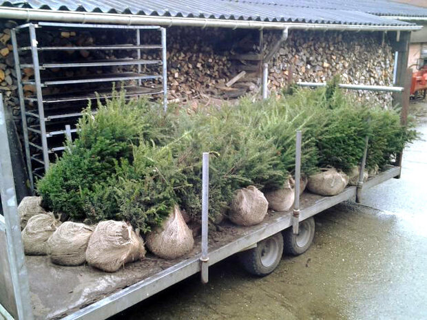 Taxus baccata, 80-100 kluit, Venijnboom