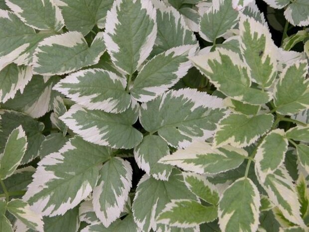 Aegopodium podagraria 'Variegatum', Bont zevenblad