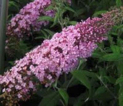 Buddleja davidii 'Pink delight', 60-80 3L, Vlinderstruik