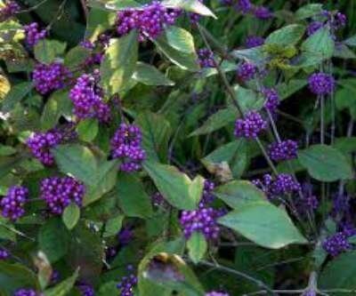 Callicarpa bodinieri 'Profusion', 40-50 3L, Schoonvrucht