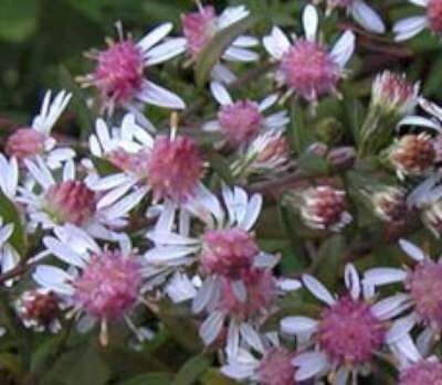 Aster novi-belgii 'White Ladies', Herfstaster