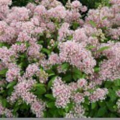 Ceanothus pallidus 'Marie Simon', 40-50 3L, Amerikaanse sering