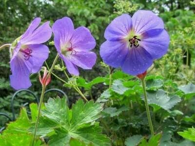 Geranium 'Rozanne' Ⓡ, Ooievaarsbek