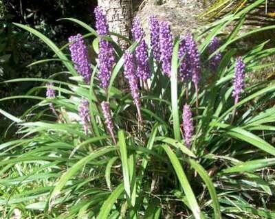 Liriope muscari 'Big Blue', Leliegras