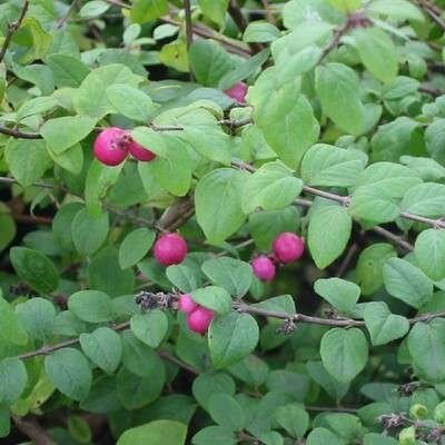 Symphoricarpos chen. 'Hancock', 20-30 cm 1.5L, Sneeuwbes
