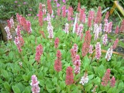 Persicaria affinis 'Kabouter' (=Polygonum),Duizendknoop