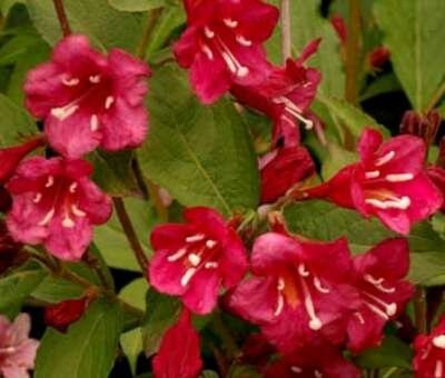 Weigela florida 'Red Prince', 40-50 3L, Weigelia