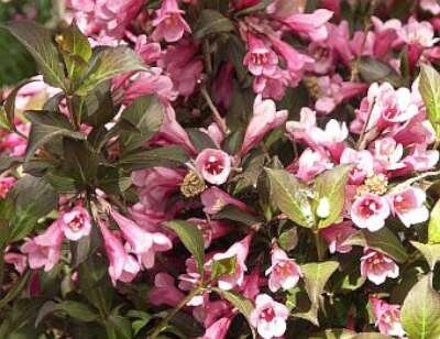 Weigela florida 'Nana Purpurea', 3L, Weigelia