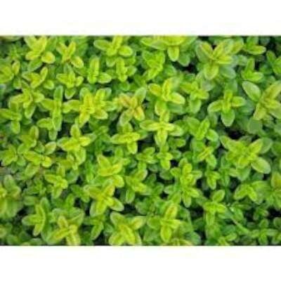 Thymus citriodorus 'Aureus', Siertijm