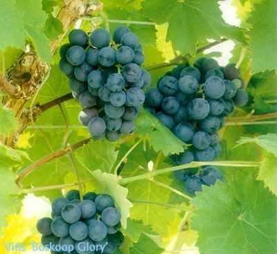 Vitis vinifera 'Boskoop Glory', 40-50 pot, Blauwe druif