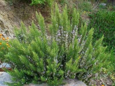 Rosmarinus officinalis, P9, Rozemarijn