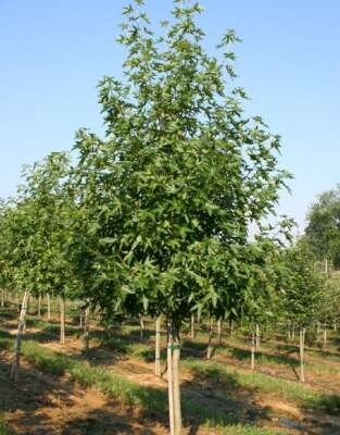 Liquidambar styr. 'Worplesdon', 8/10 Kluit Amberboom