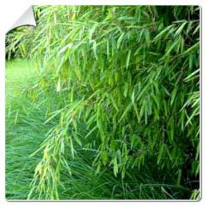 Fargesia nitida 'Great Wall', Bamboe 5L 60-80 (= Obelisk)