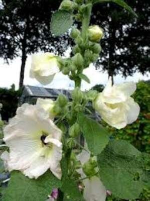 Alcea rosea 'Charters Weiss', Stokroos