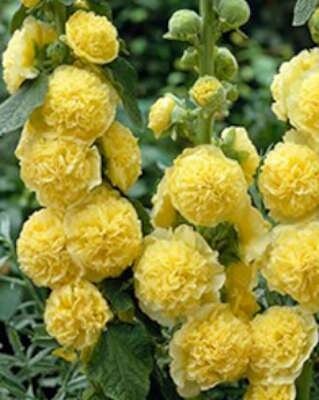 Alcea rosea 'Charters Gelb' (Geel), Stokroos