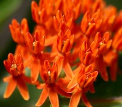 Asclepias tuberosa, Zijdeplant