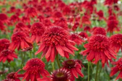 Echinacea 'Eccentric' P9, &reg; Zonnehoed