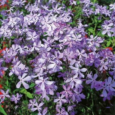 Phlox divaricata 'Clouds of Perfume' P9, Vlambloem