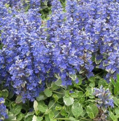 Ajuga reptans 'Variegata' ,Zenegroen