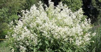 Persicaria polymorfa P9, Duizendknoop