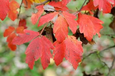 Acer griseum, 125-150 Kluit