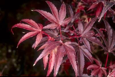 Acer palmatum 'Skeeter's Broom', 175-200 Pot, meerstammig, Japanse esdoorn