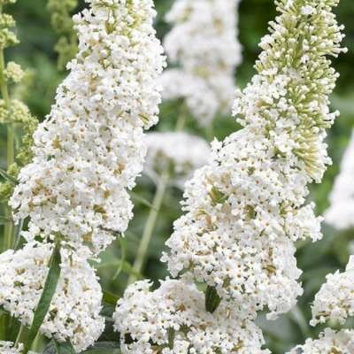 Buddleja dav. 'White Profusion', 60-80 3L, Vlinderstruik