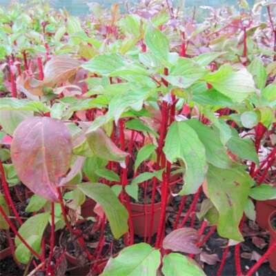 Cornus alba 'Baton Rouge', 40-60 3L, Witte kornoelje &reg;